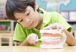 Boy brushing a set of model teeth